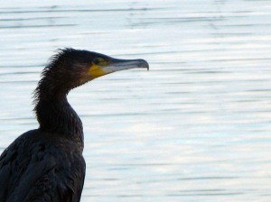 cormoran-blog-canotage