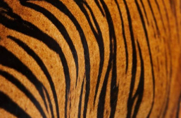 pelage tigre